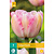 Jub Holland Tulip - Tulipa Finola - New - 7 bulbs