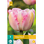 Jub Holland Tulp Finola is een dubbele pioenvormige tulp, laat bloeiend