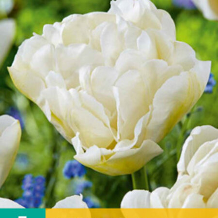 Jub Holland Tulp Northcap is een dubbele late tulp met witte bloemen - Lang Bloeiend