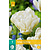 Jub Holland Tulp - Tulipa Northcap - Nieuw - 7 Bollen