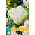 Jub Holland Tulpe - Tulipa Northcap - Neu - 7 Blumenzwiebeln