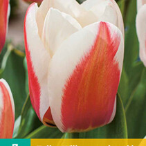 Tulp - Tulipa Willem van den Akker - Nieuw - 7 Bollen