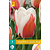 Jub Holland Tulp - Tulipa Willem van den Akker - Nieuw - 7 Bollen