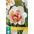 Jub Holland Daffodil - Narcissus Replete - New - 5 Bulbs