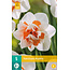 Jub Holland Daffodil Replete - Double Flowered Daffodil - Ivory White With Salmon Crown