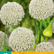 Allium Ping Pong - New - 15 Bulbs