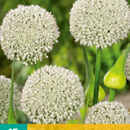 Jub Holland Allium Ping Pong is a white ornamental large-flowered variety