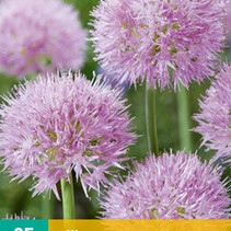 Allium Roseum - Neu - 25 Blumenzwiebeln