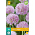 Jub Holland Allium Roseum - Nieuw - 25 Bollen