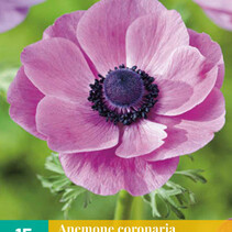 Anemone Coronaria Sylphide - Neu - 15 Blumenzwiebeln