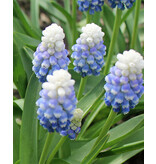 Jub Holland Muscari Mountain Lady - Blue flowers with a white plume.