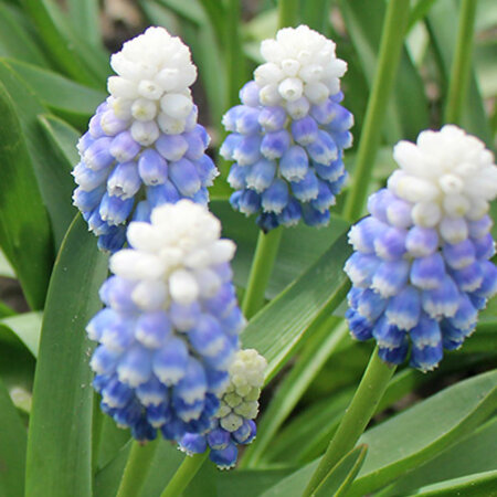 Jub Holland Muscari Mountain Lady - Blauwe bloemen met een wit pluimpje.