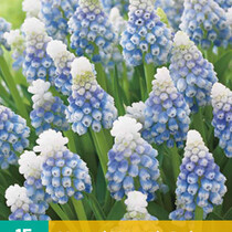 Muscari Mountain Lady - Neu - 15 Blumenzwiebeln