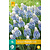 Jub Holland Muscari Mountain Lady - Neu - 15 Blumenzwiebeln