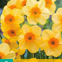 Narcis - Narcissus Kedron - Nieuw - 5 Bollen