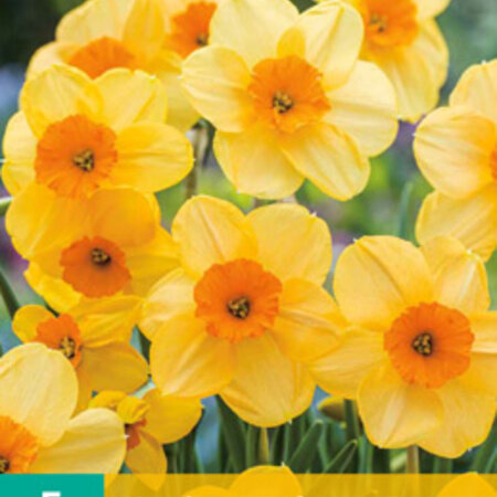 Jub Holland Daffodil Kedron is a double-flowered spring bloomer