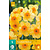 Jub Holland Daffodil - Narcissus Kedron - New - 5 Bulbs
