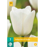 Jub Holland Tulip Royal Virgin - You won't find a whiter tulip anywhere - Garden Select