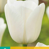 Tulip - Tulipa Royal Virgin - New - 7 Bulbs