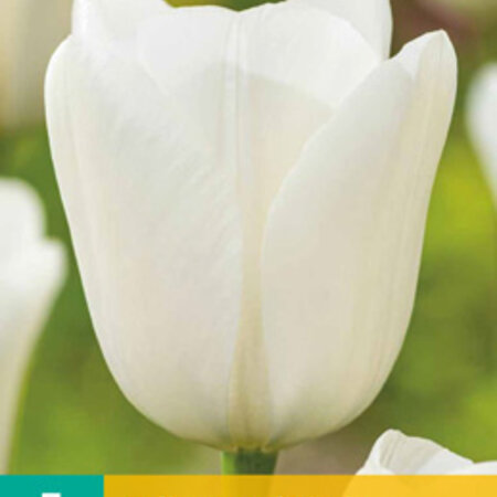 Jub Holland Tulp Royal Virgin - Een wittere tulp vindt je nergens - Garden Select