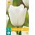 Jub Holland Tulip - Tulipa Royal Virgin - New - 7 Bulbs
