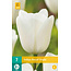 Jub Holland Tulip Royal Virgin - You won't find a whiter tulip anywhere - Garden Select