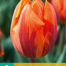 Tulip - Tulipa Hermitage - New - 7 Bulbs