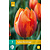 Jub Holland Tulp - Tulipa Hermitage - Nieuw - 7 Bollen