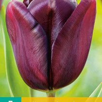 Tulp - Tulipa 'Continental' - Nieuw - 7 Bollen