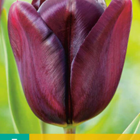 Jub Holland Tulip Continental -  Mid-height tulip, almost as dark as the famous Queen of Night