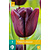 Jub Holland Tulip - Tulipa 'Continental' - New - 7 Bulbs