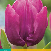 Tulip - Tulipa  Purple Prince - New - 10 Bulbs