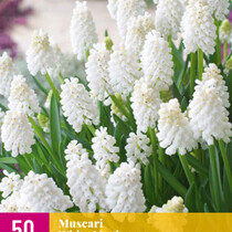 Muscari White Magic - Neu - 50 Blumenzwiebeln