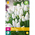 Jub Holland Muscari White Magic - Nieuw - 50 Bollen