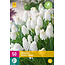 Jub Holland Muscari White Magic - Witte Druifjes kun je eenvoudig vermeerderen