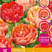 Tulip - Tulipa Gudoshnik Double - New - 15 bulbs