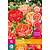 Jub Holland Tulp - Tulipa Gudoshnik Double - Nieuw - 15 Bollen
