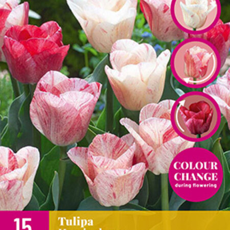 Jub Holland Tulip Hemisphere shines in red, pink and white in your garden.