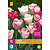 Jub Holland Tulp - Tulipa Hemisphere - Nieuw - 15 Bollen