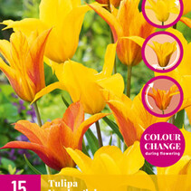 Tulip - Tulipa Vendeeglobe - New - 15 Bulbs