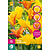 Jub Holland Tulip - Tulipa Vendeeglobe - New - 12 Bulbs