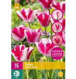 Jub Holland Tulip Mata Hari, medium-early flowering tulip, a gem for any garden.