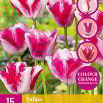 Tulip - Tulipa Mata Hari - New - 12 Bulbs