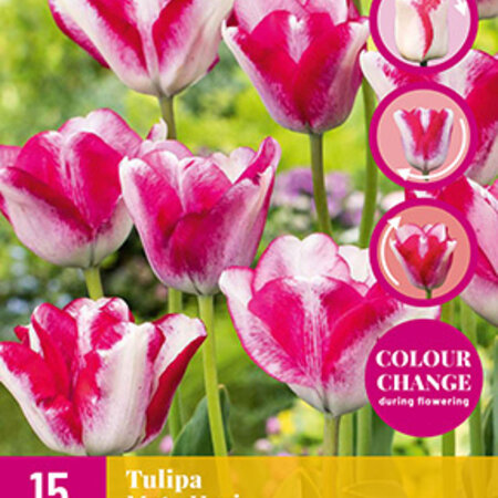 Jub Holland Tulp Mata Hari, middelvroege bloeiende tulp, een juweeltje voor elke tuin.