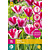 Jub Holland Tulip - Tulipa Mata Hari - New - 12 Bulbs
