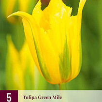 Tulip - Tulipa Green Mile - New - 5 Bulbs