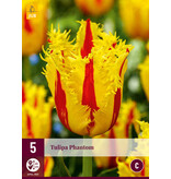 Jub Holland Tulp Phantom, een schitterende exclusieve geel / rode gefranjerde tulp.
