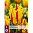 Jub Holland Tulp Phantom, een schitterende exclusieve geel / rode gefranjerde tulp.