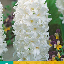 Hyacinth Carnegie - 5 Bulbs