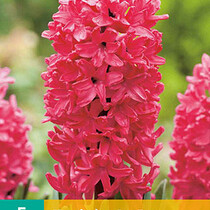 Hyacinth Jan Bos - 5 Bulbs